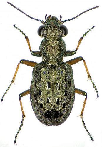 Réf. 203 120 : Elaphrus aureus